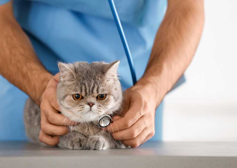 Carousel Slide 2: Cat veterinary visits