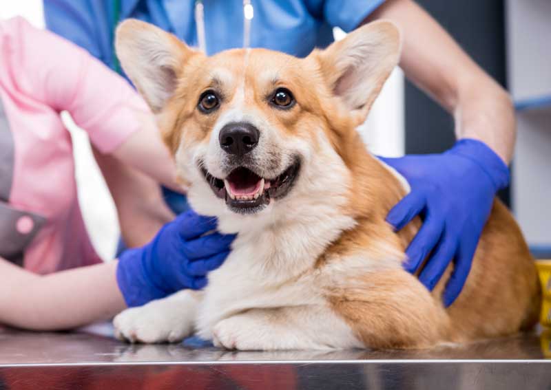 Carousel Slide 4: Dog veterinary care